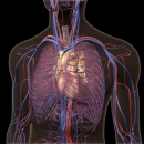 Neurology 231: Ribs and Breathing | Chiropractic CE Credits Online image